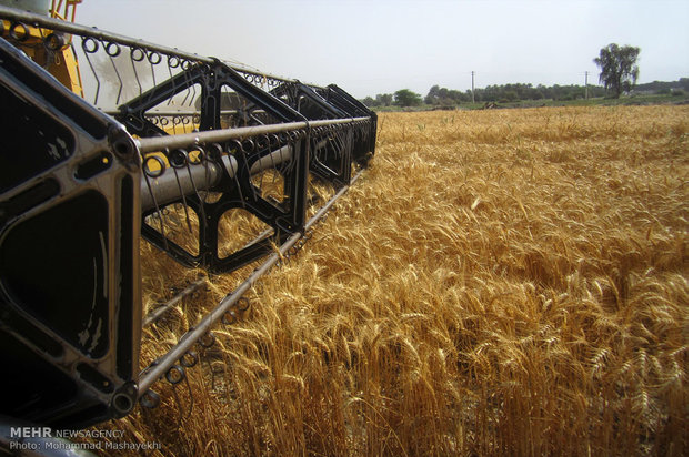 مطالبات گندم‌کاران کردستانی بزودی پرداخت می‌شود