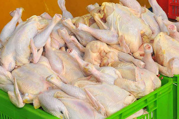 تولید مرغ گوشتی خراسان رضوی با برنامه کنترلی انجام می شود