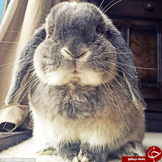  این خرگوش بامزه را حتما ببینید +تصویر 