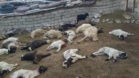 تلف شدن ۴۰ راس گوسفند در حمله گرگ هاي گرسنه 