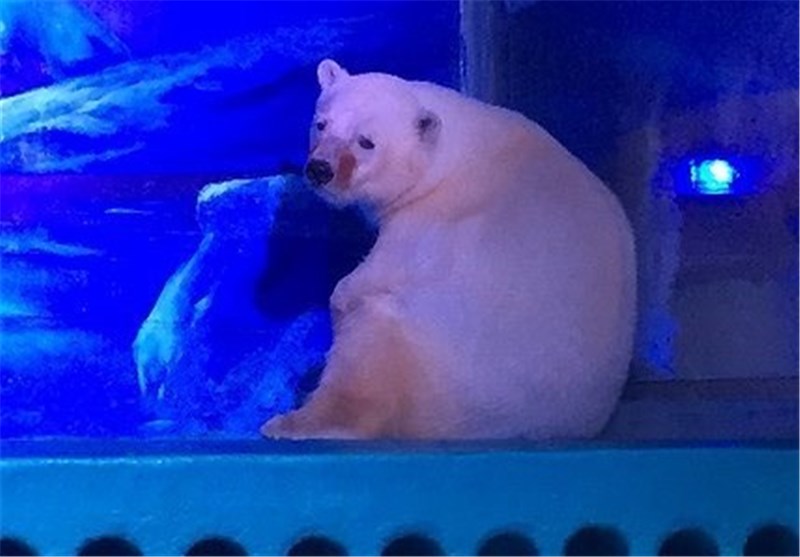  «پیتزا» غمگین‌ترین خرس قطبی روی زمین+عکس 