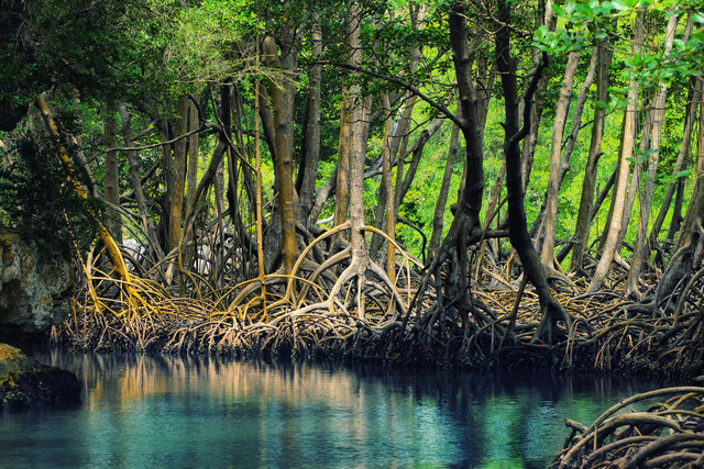  حقایقی درباره درختان جنگل‌های مانگرو 
