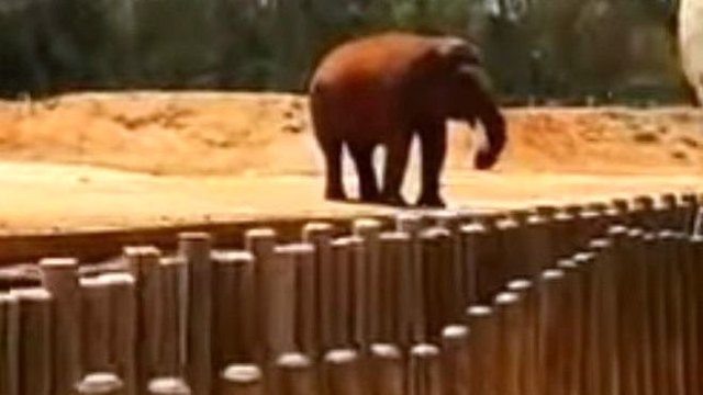  فیل باغ‌وحش با پرتاب سنگ دختر ۷ ساله را کشت 