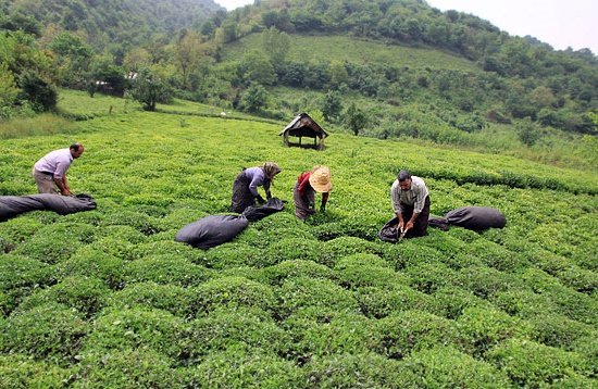 دستیابی به ۴ کلون امیدبخش چای در کشور