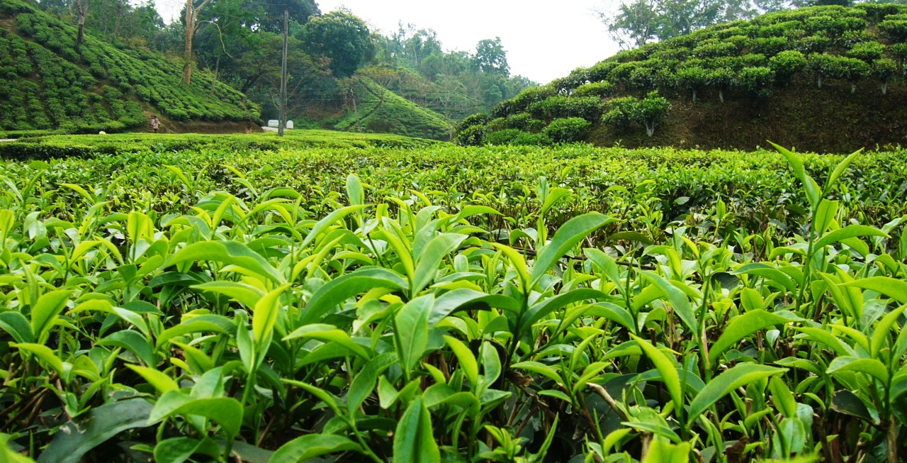 خرید برگ سبز چای از ۸۱هزار تن گذشت