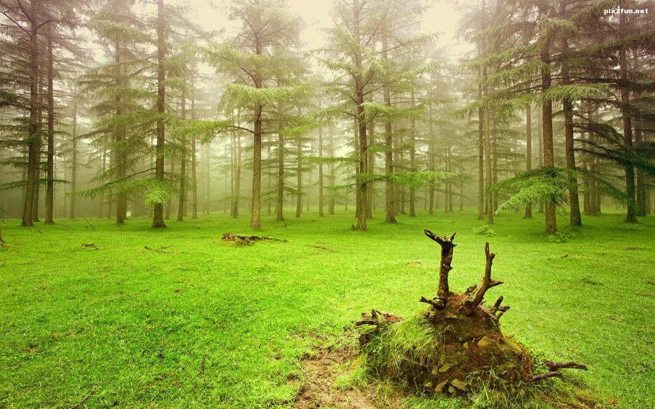 آیا جنگل ها، ما را از تغییرات آب و هوایی نجات خواهند داد؟