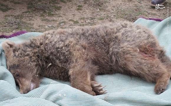  مرگ ۵ خرس درطی ۱۸ روز در گرگان 