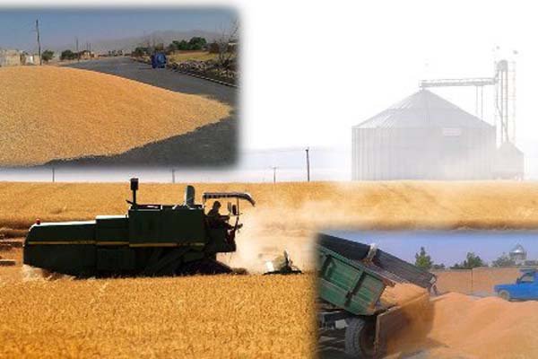 ۵ میلیون تن گندم از سال قبل در سیلوها مانده است/ تشکیل دو کنسرسیوم با روسیه صادرات محصول استراتژیک