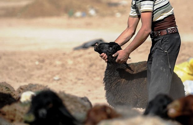 دستگیری دزدان گوسفند در عملیات مشترک پلیس تایباد و باخرز