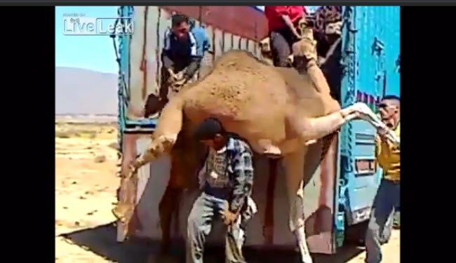 فیلم / عجیب ترین روش برای بلندکردن شتر