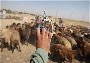 از ابتدای سال جاری ۴۱ هزار راس گوسفند علیه بیماری طاعون نشخوارکنندگان کوچک (ppr) واکسینه شد