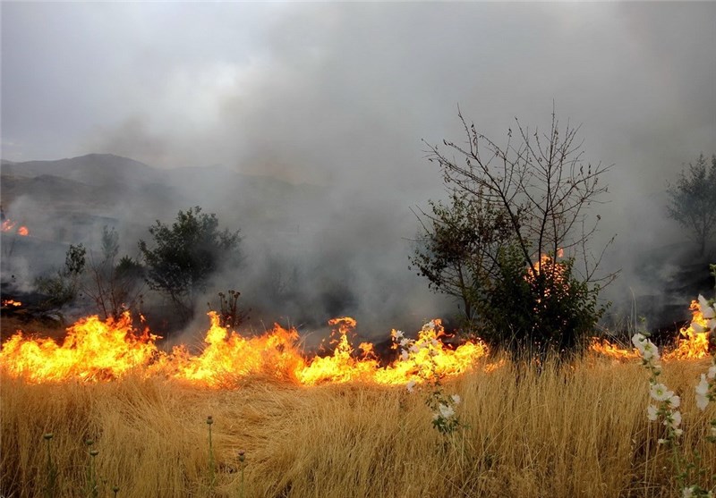 افزایش گرما عامل آتش سوزی مراتع البرز/سهم ۹۸ درصدی عامل انسانی در حریق منابع طبیعی