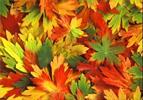 دلایل علمی تغییر رنگ درختان در فصل پاییز