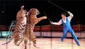 محیط زیست مخالف برگزاری سیرک‌ حیوانات در اصفهان است