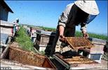 زنبورداران خراسان رضوی خواستار صدور شناسه نظارت برای تولیدات خود در سایه نظارت دامپزشکی شدند