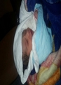 یک بانوی ایرانی نوزاد خود را در مسیر کربلا به دنیا آورد