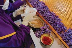 «برندسازی» تنها راهکار ارتقای صادرات زعفران خراسان‌رضوی است‌