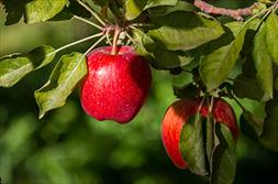 زخمی که دوباره سر باز کرد/ ۵۰۰ هزار تن سیب آذربایجان غربی خریدار ندارد