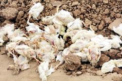 خفگی 120 هزار قطعه مرغ در مرغداری‌های قزوین
