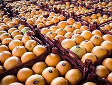 پرتقال و سیب شب عید از 20 اسفندماه جاری راهی بازار می شود