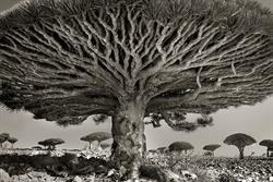 20 سال عکاسی از یک درخت+تصاویر