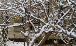 برف و باران مدارس برخی نقاط را تعطیل کرد/ هوا از امروز ۵ تا ۱۲ درجه سردتر می‌شود