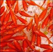 ۶ میلیون قطعه ماهی قرمز در استان خراسان رضوی توزیع می‌شود
