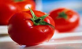 بذر هیبرید گوجه فرنگی در بوشهر رونمایی شد