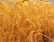 پرداخت وجه گندم خریداری شده مازاد بر مصرف زارعین توسط بانک کشاورزی/خرید جو توسط ادارات تعاون روستایی در سراسر خراسان رضوی