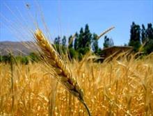 پیش بینی تولید بیش از 14هزار تن گندم در شهرستان داورزن
