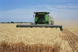 برداشت گندم دیم در لرستان ۲۵ درصد کاهش می یابد