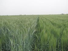 ۲ هزار و ۸۰۰ تن گندم و جو از اراضی کشاورزی رضوی برداشت شد
