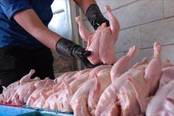 مرغ تنها یکه‌تاز افزایش قیمت در بین خوراکی‌ها