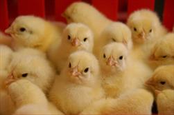 کاهش جوجه ریزی باعث گرانی قیمت مرغ شد