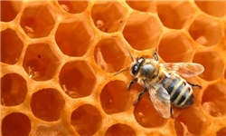 کاهش تولید عسل گون به خاطر جولان "خانم های قشنگ" / امسال کیفیت و قیمت عسل در خراسان رضوی افزایش پیدا می کند