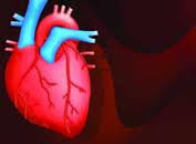 بهترین روش شناسایی نارسائی‌های قلبی با EF نرمال استفاده از روش کاتتریسم راست است