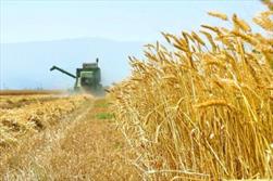 یک میلیون تن گندم از گلستان به دیگر استان‌های کشور صادر می‌شود