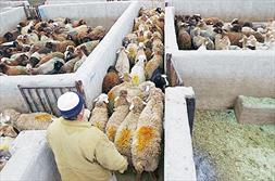 گوسفند در آستانه عید قربان 3 هزار تومان گران شد + نرخ انواع گوشت