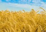 خرید ۱۳۶ هزار تن گندم از کشاورزان خراسان شمالی