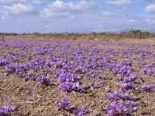 افزایش سطح زیرکشت زعفران در کردستان