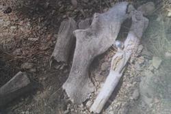 معمای کشف ۸ استخوان در تهران