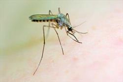 درمان سرطان با کمک مالاریا