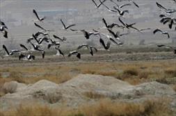 مرگ مشکوک پرندگان در دریاچه ارومیه/کلینیک صحرایی ایجاد می‌شود