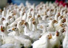 جوین سالانه ۴۱۰۰ تن گوشت مرغ و ۴۶۰ تن تخم مرغ تولید می کند