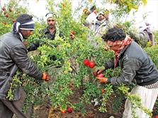 استقبال مناسبی از بیمه خدمات کشاورزی در خراسان رضوی وجود دارد