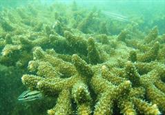 مرگ مرجان‌های خلیج چابهار به دست تخلیه مواد نفتی