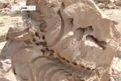 انتقال فسیل‌های 65 میلیون ساله به موزه تربت حیدریه 