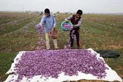 برداشت ۵/۵ تن زعفران از مزارع سبزوار