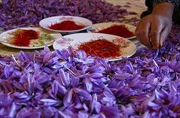 تولید زعفران ایرانی بیشتر از نیاز جهان/ قیمت زعفران، بازیچه دلالان