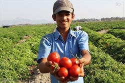 برداشت گوجه فرنگی در نیشابور ۲۰ درصد افزایش یافت